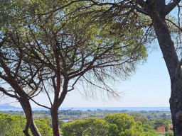 Blick durch hohe Bäume mit spärlichem Laub, mit Blick auf eine üppige grüne Landschaft und fernen blauen Meer unter einem klaren Himmel-ein inspirierender Ort zu investieren oder zu erkunden Möglichkeiten wie Campingplatz kaufen. 0121Management - der Campingplatz und Ferienimmobilien Makler